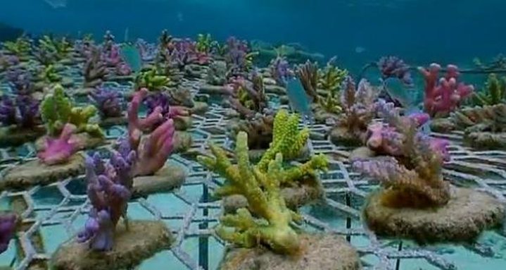 Fisheries Get Rs 1.2 M to Expand Coral Farming