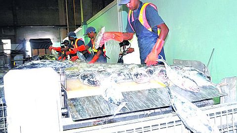  Asian Countries Interested in the Mauritian Tuna 