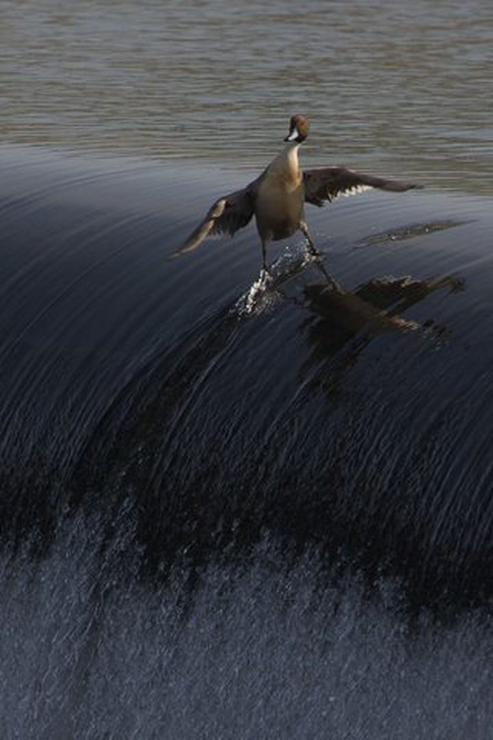 Picture of the Day: Coolest Duck. Ever