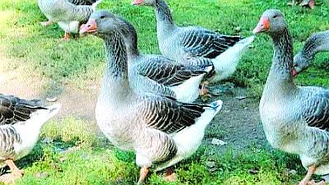 Agro-industrie : Insémination Artificielle et Production de Canetons au Centre d’Expérimentation d’Albion