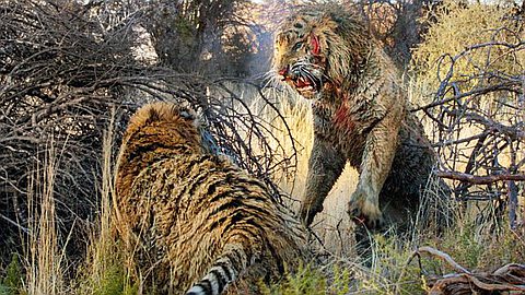 Picture of the Day: Ire of the Tiger