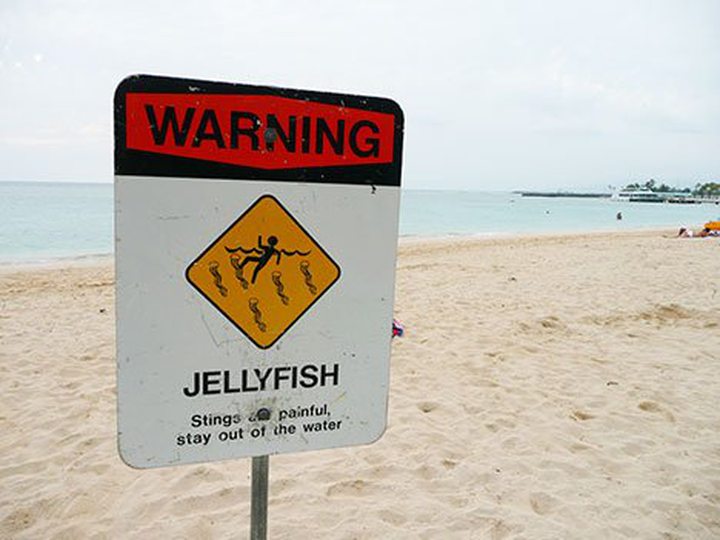 Alert Jellyfish on the Beach in Belle Mare