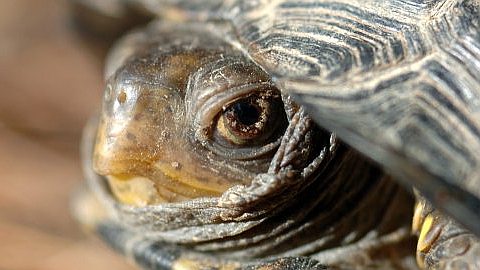 Can Introverts Be Great Entrepreneurs?