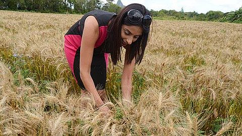 Mauritius Makes Its First Wheat Harvest