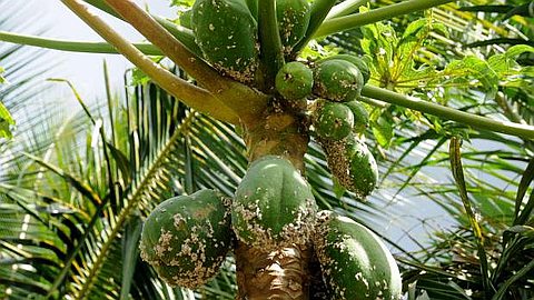 Papaya at Risk From the Massive Attack of Mealy Bugs