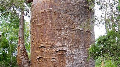Picture of the Day: Thousand Year Old Baobab
