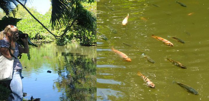 Thousands Of Dead Fish At Pamplemousses Garden