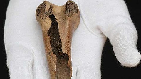Auction: a Rare Bone Fragment Dodo Estimated at Rs 750,000