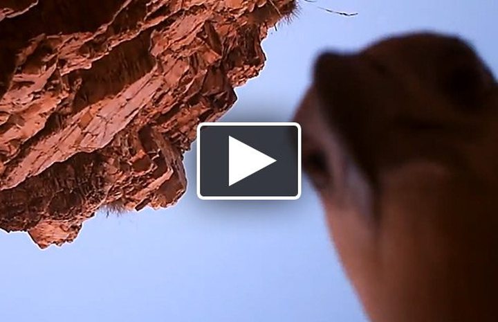 Video of the Day: Eagle Steals Camera