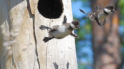 Picture of the Day: First Flight