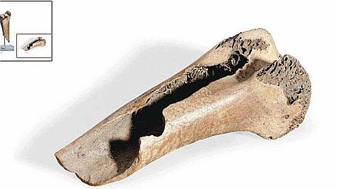 The Sale of a Dodo Bones Raises Questions
