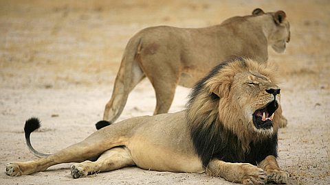 After Killing of Cecil the Lion, Delta Joins Airline Ban on Game Trophies