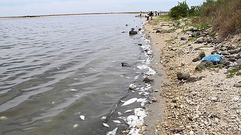 Poissons Morts dans le Lagon: les Plages Nettoyées, des Analyses en Cours