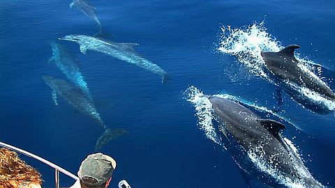 Dolphin Watching License a Must-Have from March