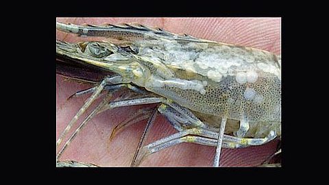 New Virus Hits Aquaculture in the Indian Ocean