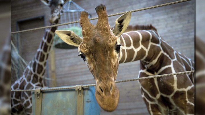 Danish Zoo Kills Healthy Giraffe, Feeds Body ...