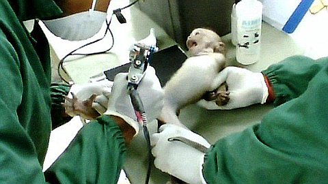 Mauritian Factory Farms Provide Animals For Laboratories in the UK, Europe and U.S.: Daily Mail Reveal Shocking Pictures