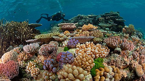 Warm Seas Threaten Great Barrier Reef Treasure
