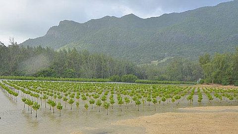 Planting Mangroves Bears Fruit